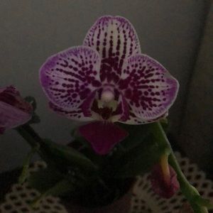 Meet your Posher, Marzenna